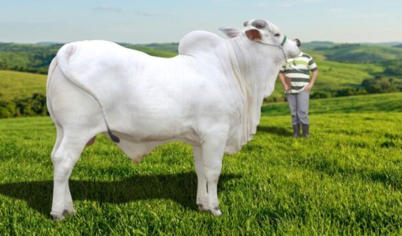 Cover photo of Nelore cow courtesy of Wikimedia/Redesigned on Canva